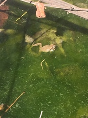 Pseudacris brachyphona