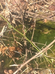 Pseudacris brachyphona