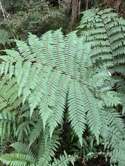Cyathea colensoi
