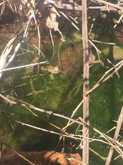 Pseudacris brachyphona