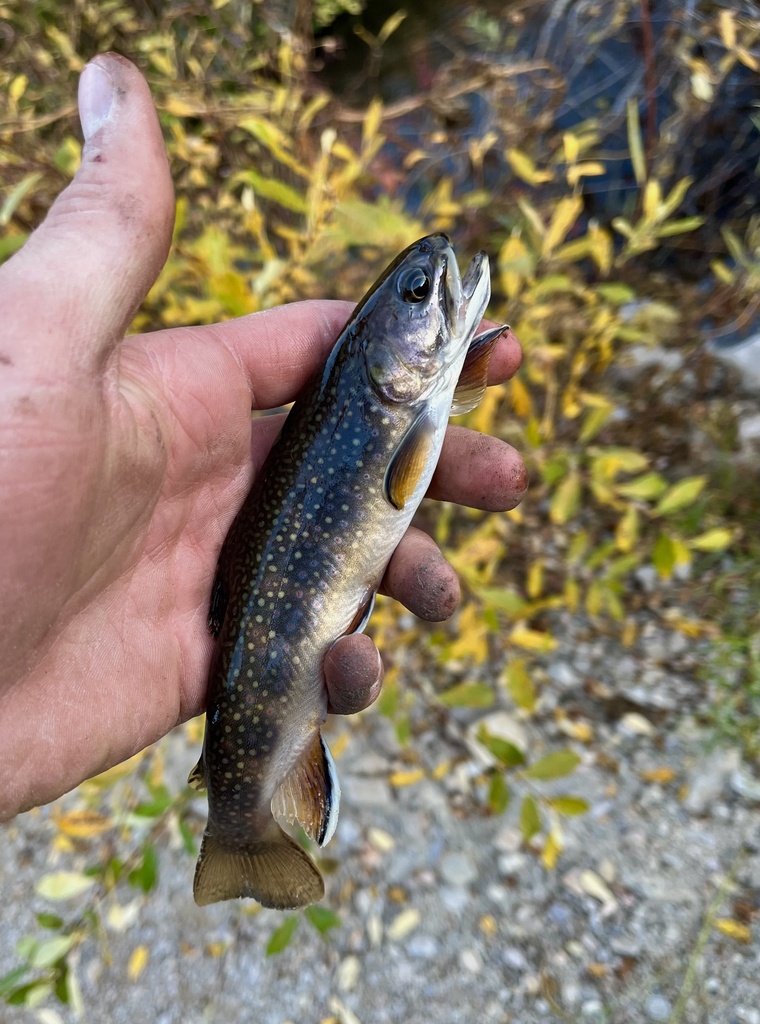 Brook Trout from Heber City, UT, US on October 16, 2023 at 0618 PM by