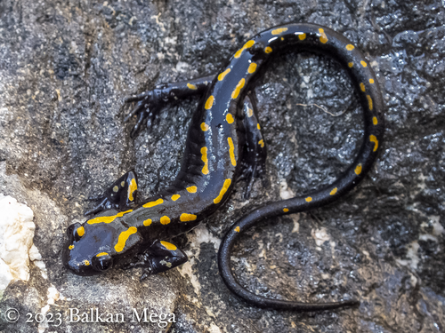 Caucasian Salamander, Mertensiella caucasica