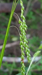Carex oxylepis