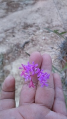 Epidendrum macdougallii
