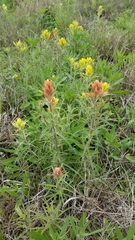 Castilleja citrina