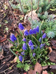Muscari armeniacum