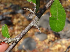 Sideroxylon persimile