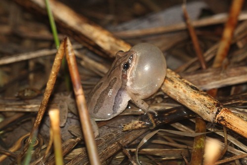 Western Chorus Frog