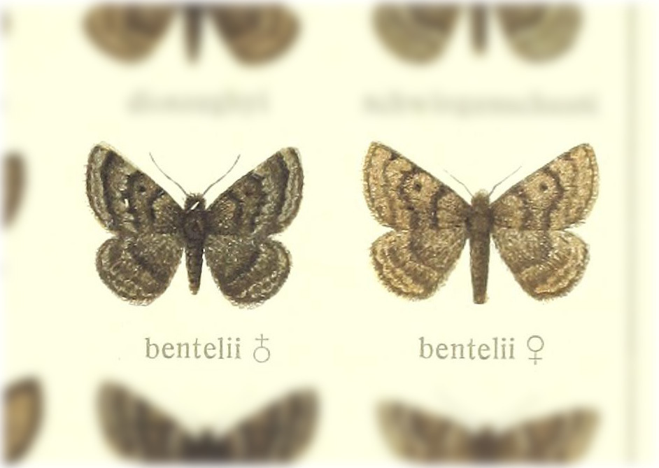 Glacies bentelii
