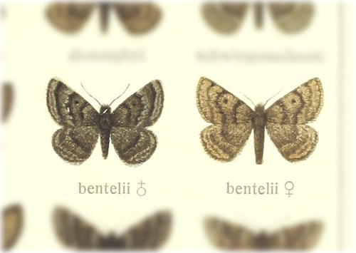 Glacies bentelii