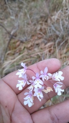 Epidendrum macdougallii