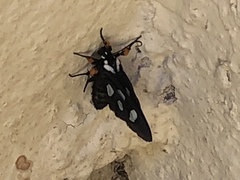 Androloma disparata