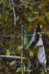 Equisetum bogotense