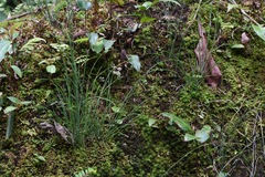Equisetum bogotense