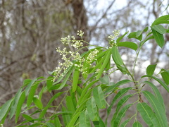 Thouinidium decandrum