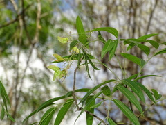 Thouinidium decandrum