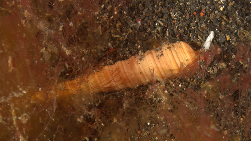 Terebra funiculata observed 2023-09-08