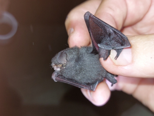 Thumbless Bat