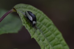 Aspicela unipunctata