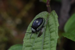 Aspicela unipunctata
