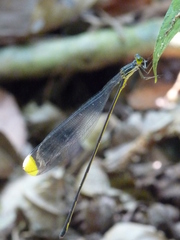 Microstigma rotundatum