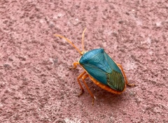 Edessa rufomarginata