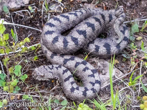 Eastern sand viper, Vipera meridionalis