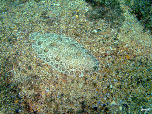 Speckled sole (Pardachirus balius) — Soleidae