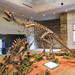 Megalosauridae - Photo (c) Zhangzhugang, algunos derechos reservados (CC BY)