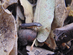 Homalodisca insolita