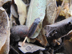 Homalodisca insolita