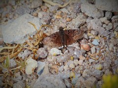 Erynnis tristis tatius