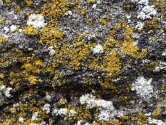 Flavoplaca citrina