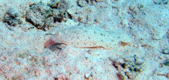 Pardachirus marmoratus