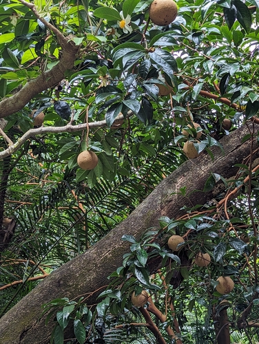 Image of Camellia crapnelliana by (c) Kalvin Chan, some rights reserved (CC BY)