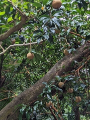 (c) Kalvin Chan, some rights reserved (CC BY) Camellia crapnelliana, photograph (c) Kalvin Chan, some rights reserved (CC BY)