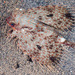 Mottled Flying Gurnard - Photo (c) zsispeo, some rights reserved (CC BY-NC-SA)