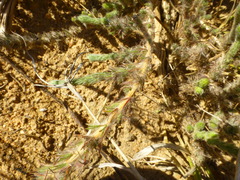 Aspalathus muraltioides