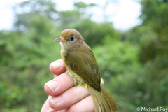 Pachysylvia aurantiifrons