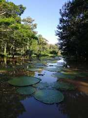 Victoria amazonica