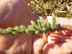 Aspalathus muraltioides