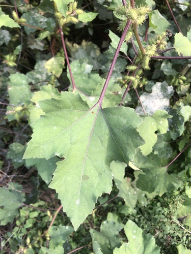 rough cocklebur