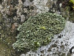 Phaeophyscia endophoenicea