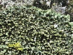 Phaeophyscia endophoenicea