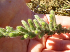 Aspalathus muraltioides