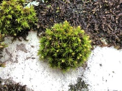 Orthotrichum stramineum