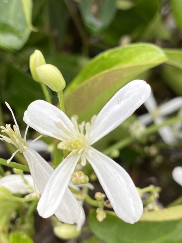 Clematis terniflora iNat (3)