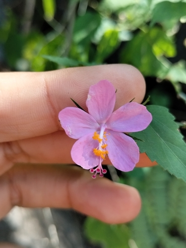 Image of Hibiscus phoeniceus by no rights reserved