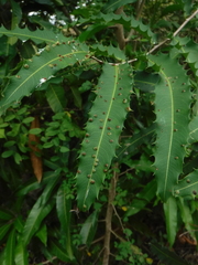 Ouratea ilicifolia