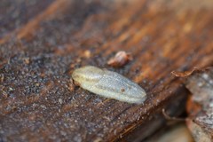 Arion fasciatus